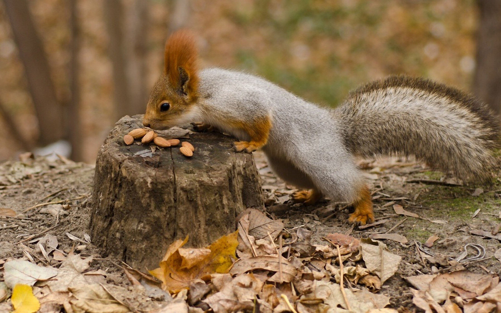 I'm a squirrel storing my nuts!